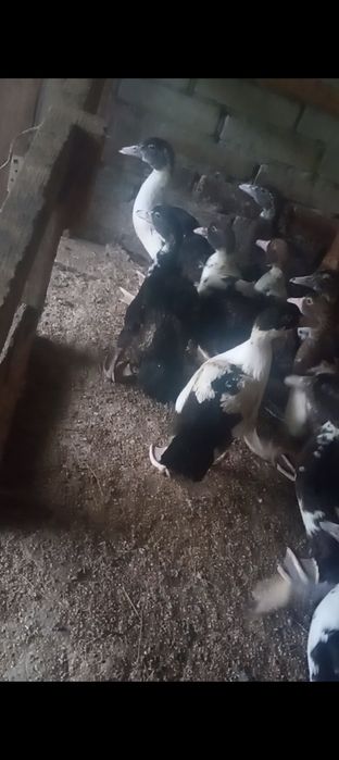 Индоутята продам