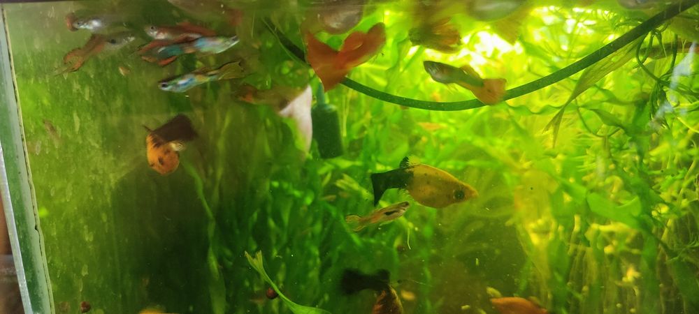 Продаю молодь гуппи