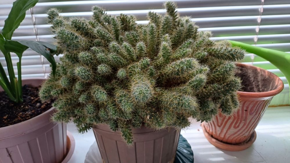 Комнатные растения, цветы