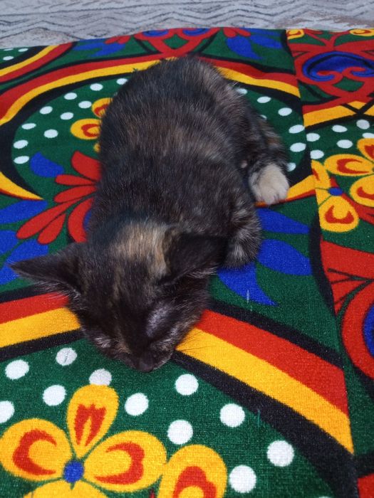 Котик двухмесячный девочка