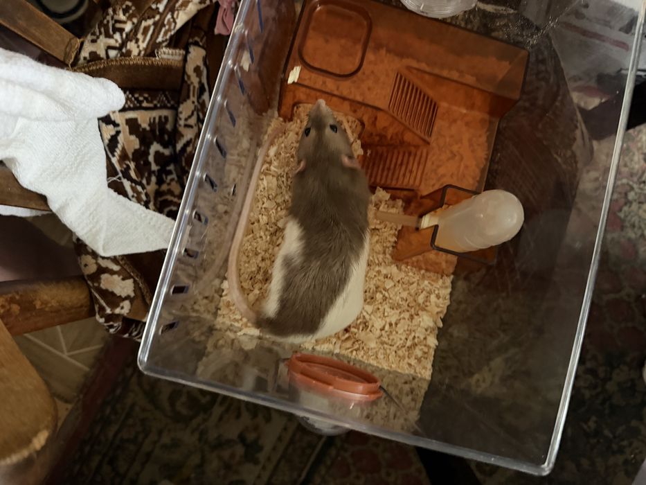 Продам декоративную крысу