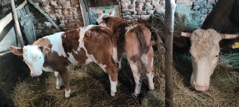 De vânzare tăuraș