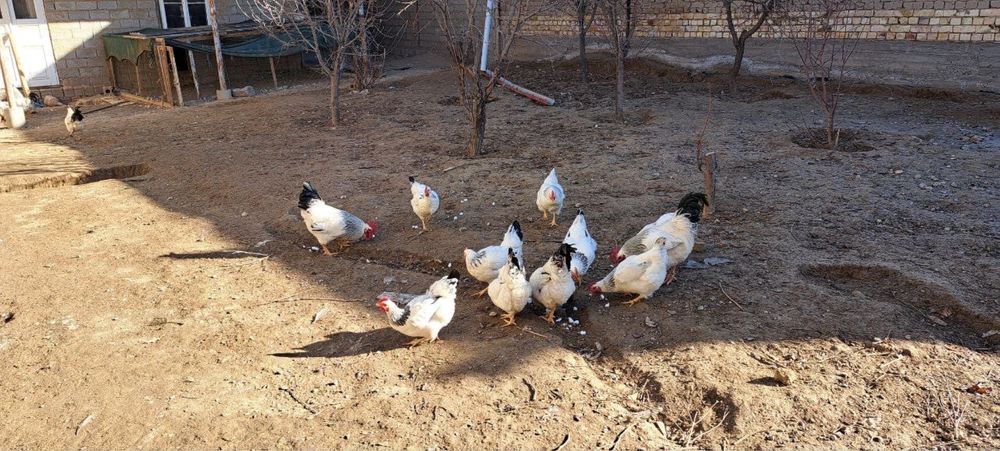 Адлер Серебристий Хороз Сотилади