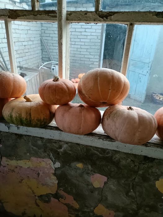Продам домашнюю Тыкву