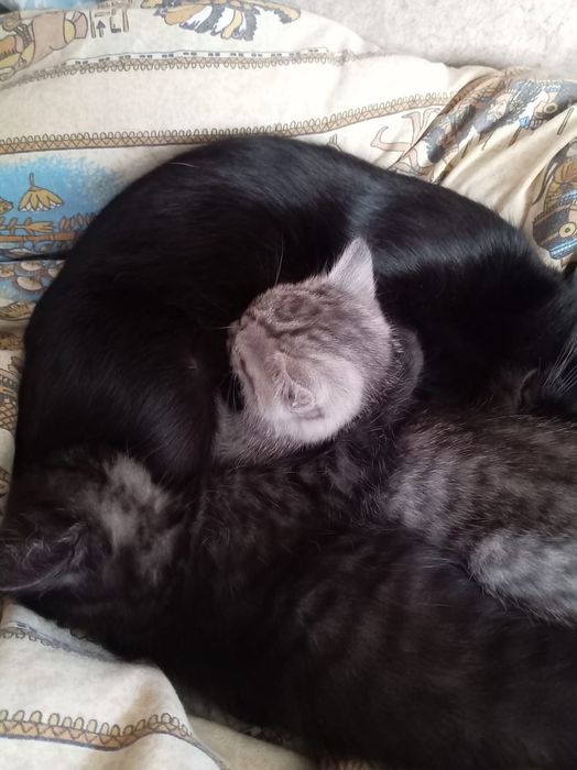 Отдам двух котят
