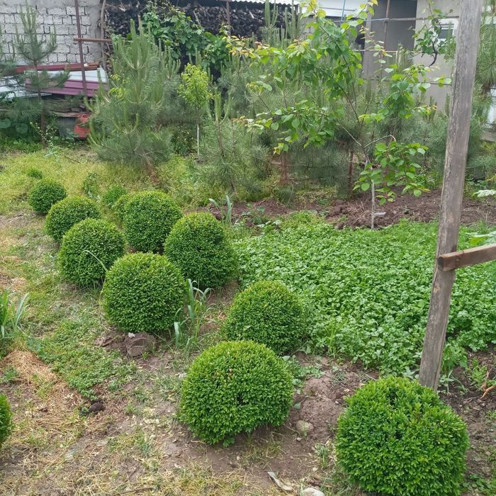 Qirim sasna, shamshod, piramida dub, kashtan