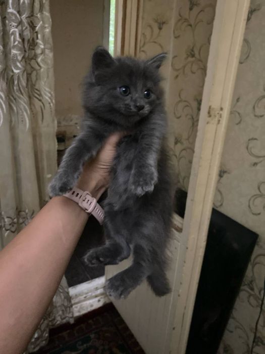 Даром котята в хорошие руки