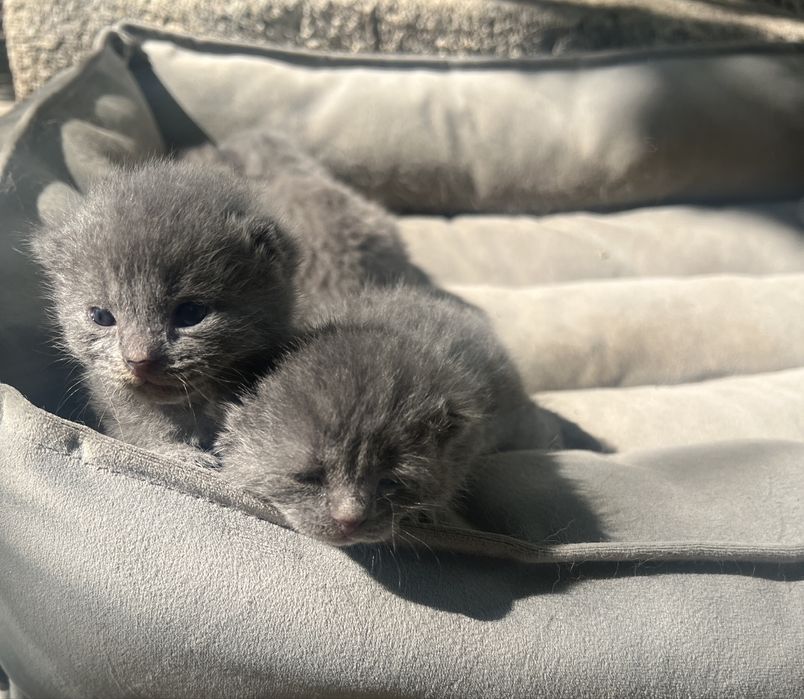 Готовятся котята британские