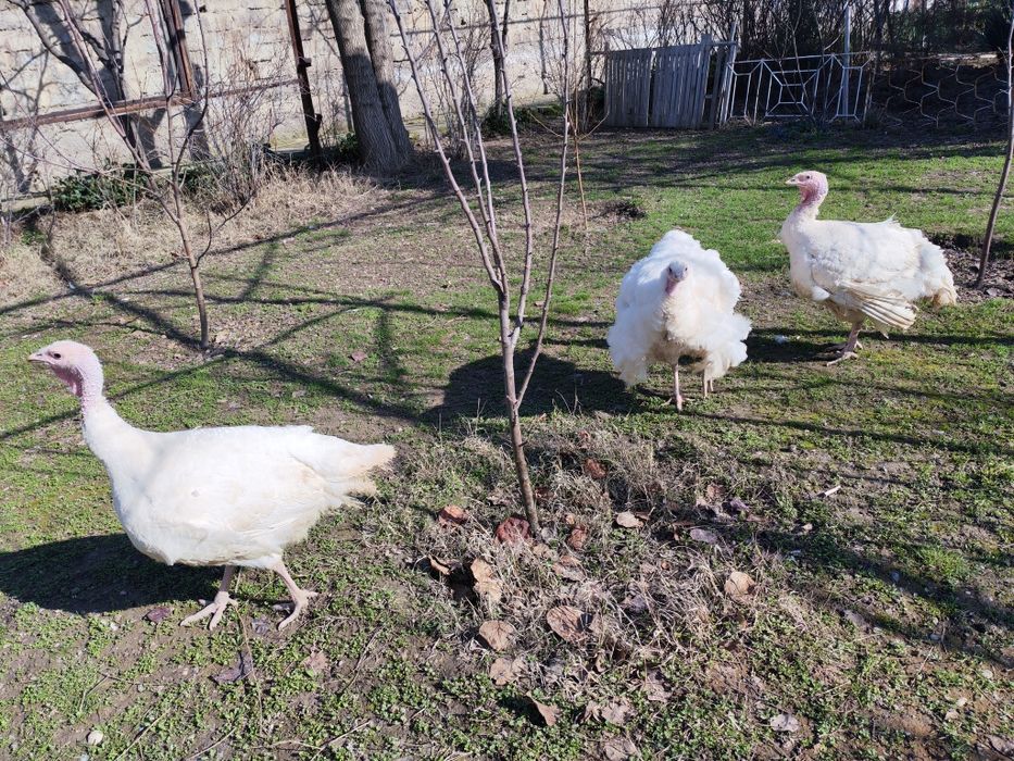 Курка Биг 6 , Индюк