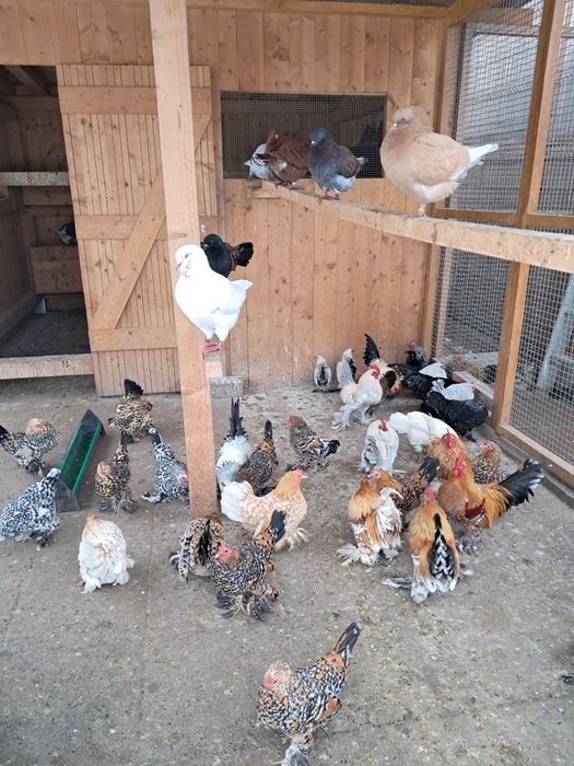 Vând Găinuțe de Rasă Mii de Flori