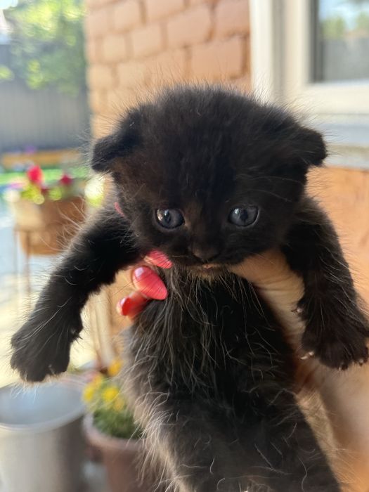 Вислоухие котята