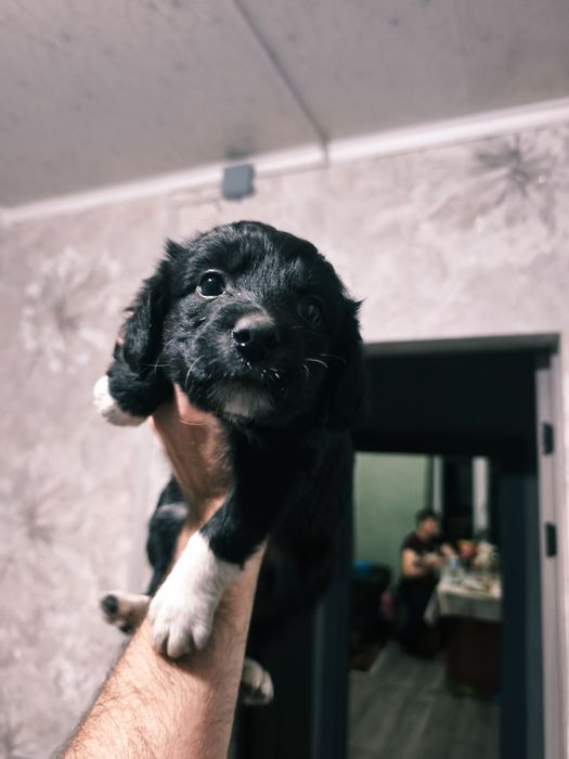 Отдаем щенков помесь со Спаниэлем