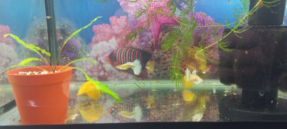 Harxil turdagi baliq akvarium bor juda arzon narxlarda