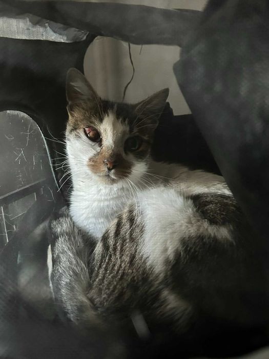 Дом за мама Котана и малък Топчо