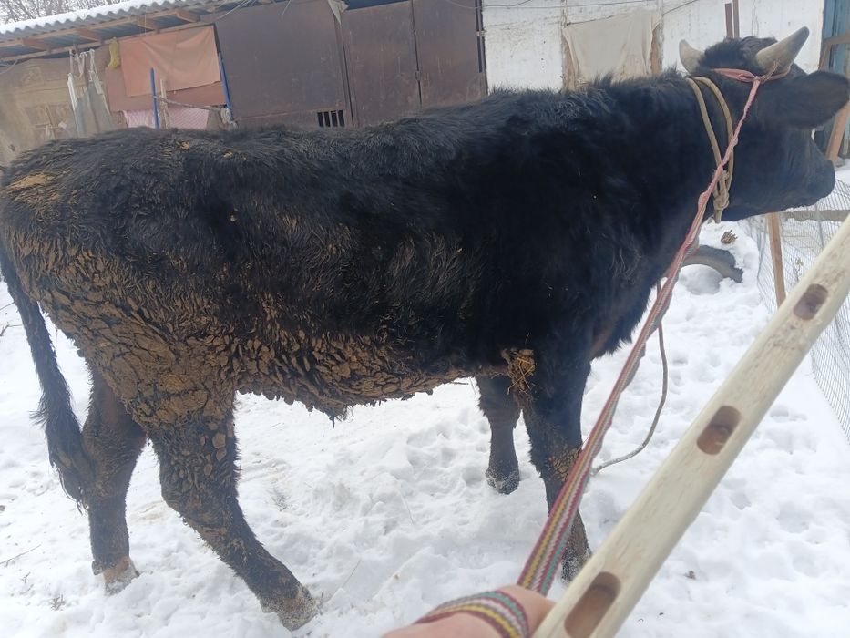 Продам бычки на откорме уже 5 месяцов