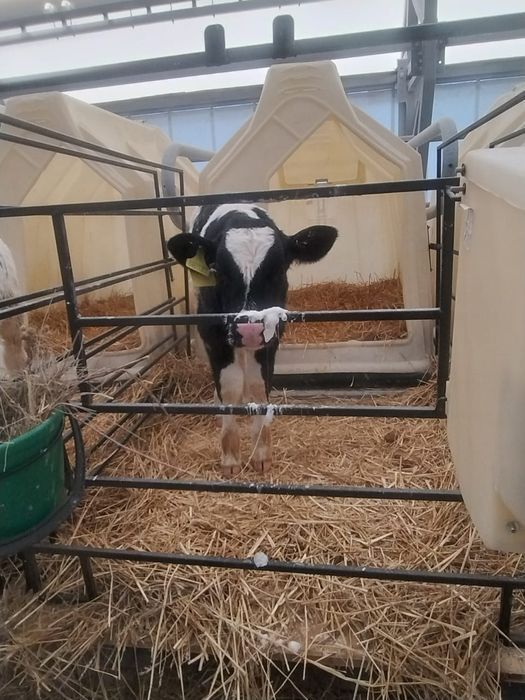 Продаются чистопородные бычки