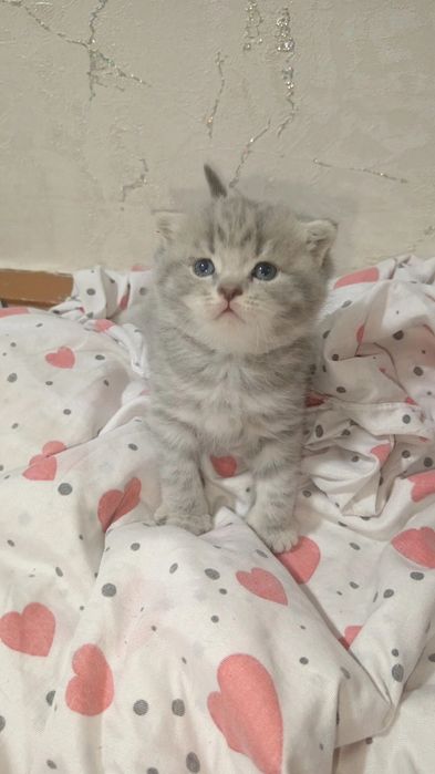 Котятя скоттиш фолд и скоттиш страйт