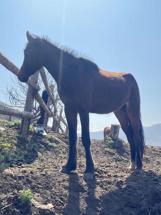 Продам лошадей