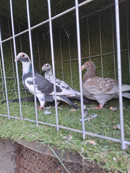 Porumbei duduros