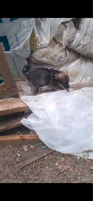 Бесплатно в добрые руки