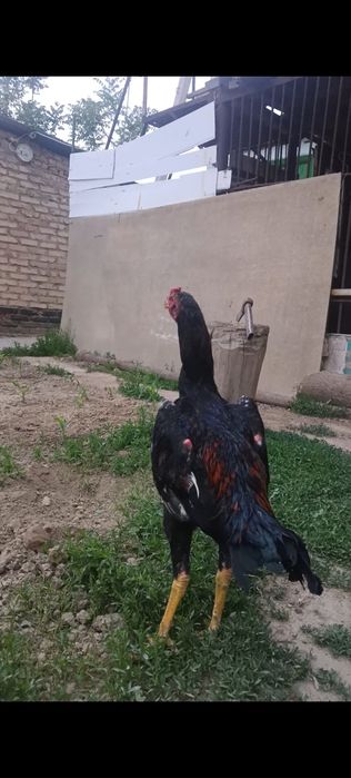 Сентябрьский жужик китайц