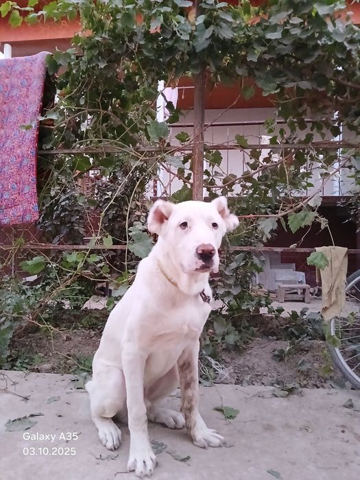 Алабаи Турбатски