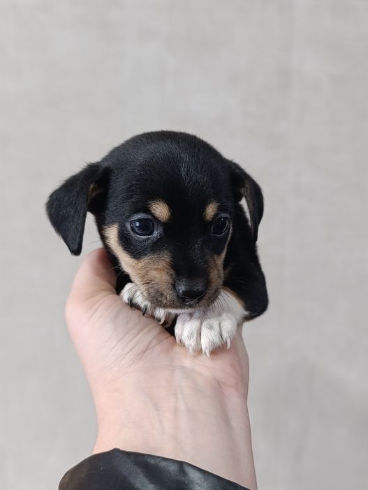 Продаю Щенков  пинчера 2 девочки 2 мальчика