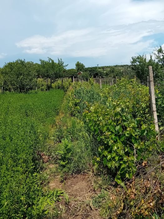 Teren intravilan 800m2 in Valea Calugareasca