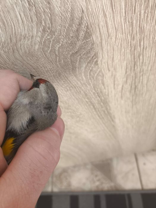 Щегол крупный певчий