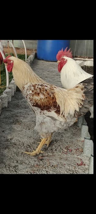 Продаю петухов от4месецев до 7ми