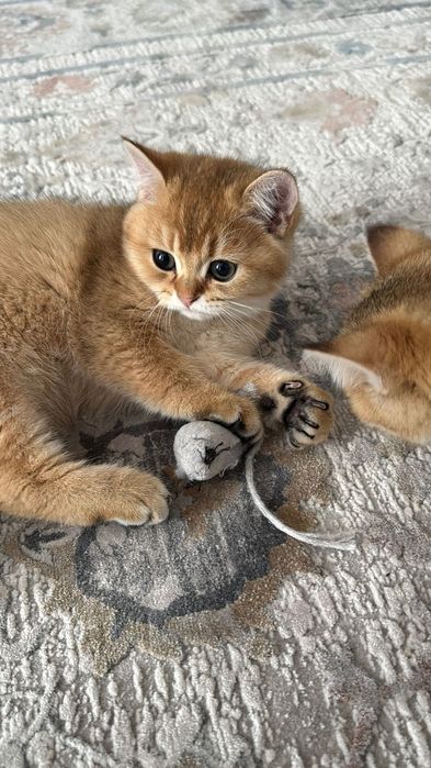 Котята Золотые Шиншиллы