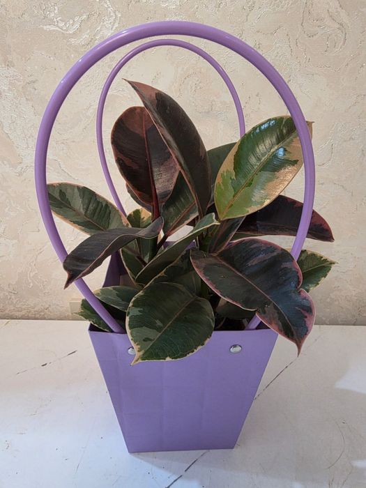 Цветы домашние аглонемы