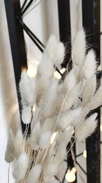 Лагурус сухоцвет