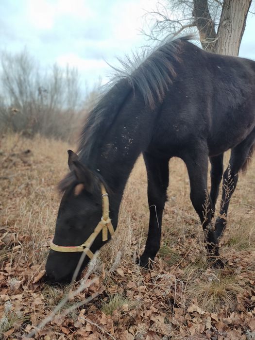 Продам кобылу с жеребёнком