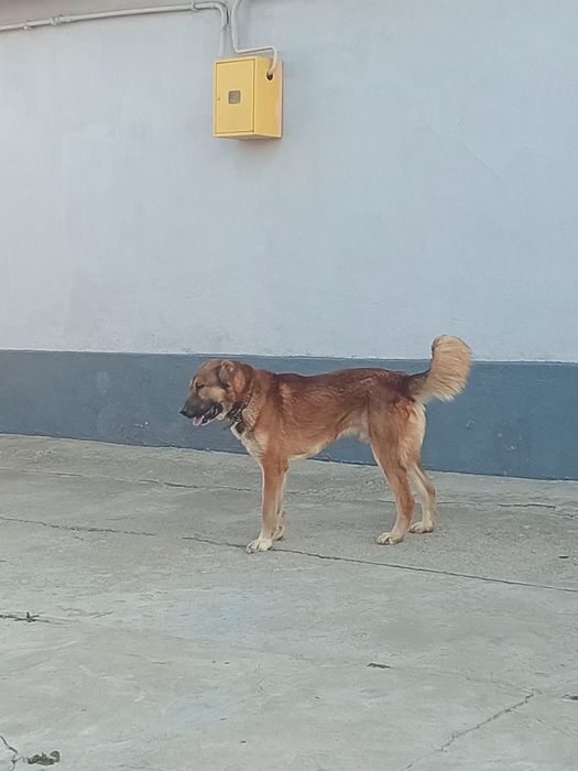 Собака казахский тобет