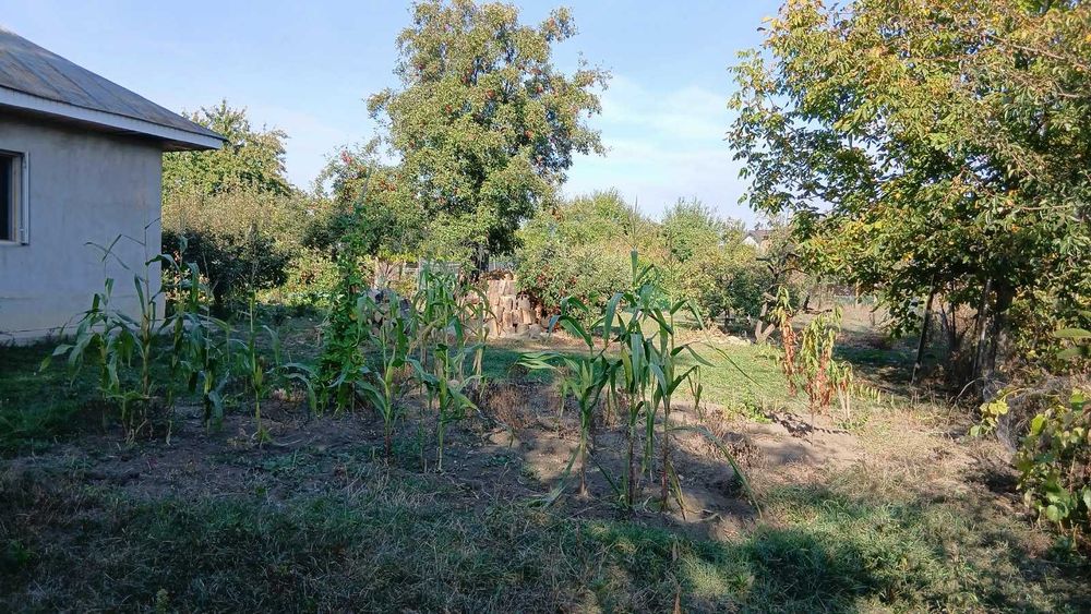 Teren de vanzare -Margineni, Barati