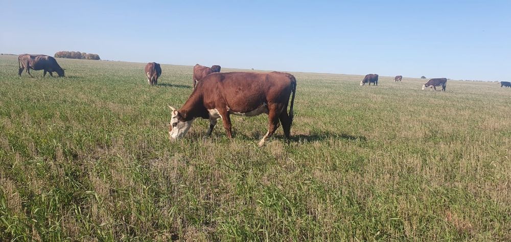 Продам коров с телятами