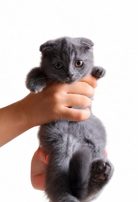 Продаю вислоухих кошек