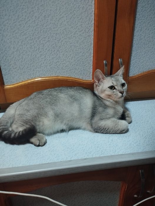 Natasha sutni yalaydi