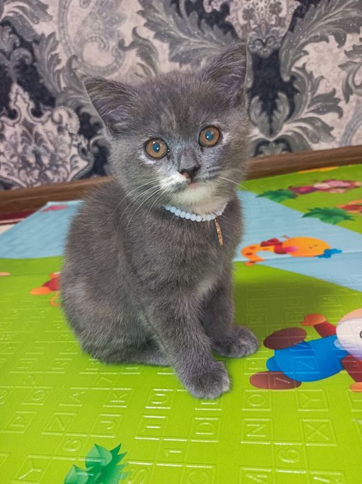 Срочно продаётся породистый котенок!