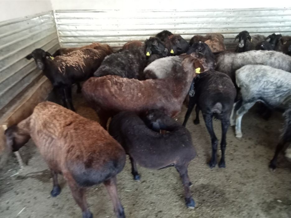 Кои токты бар сатылатын