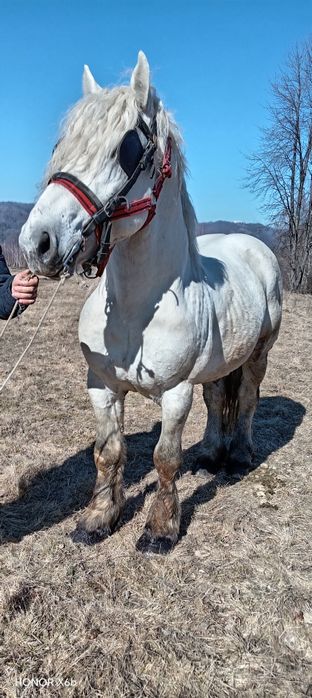 Vând armăsar cuminte