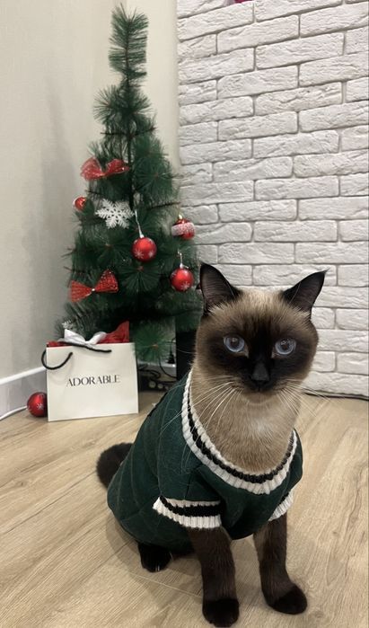 Отдам кота Ричарда в добрые руки