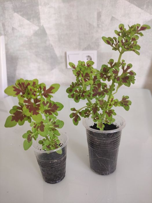 Комнатные растения