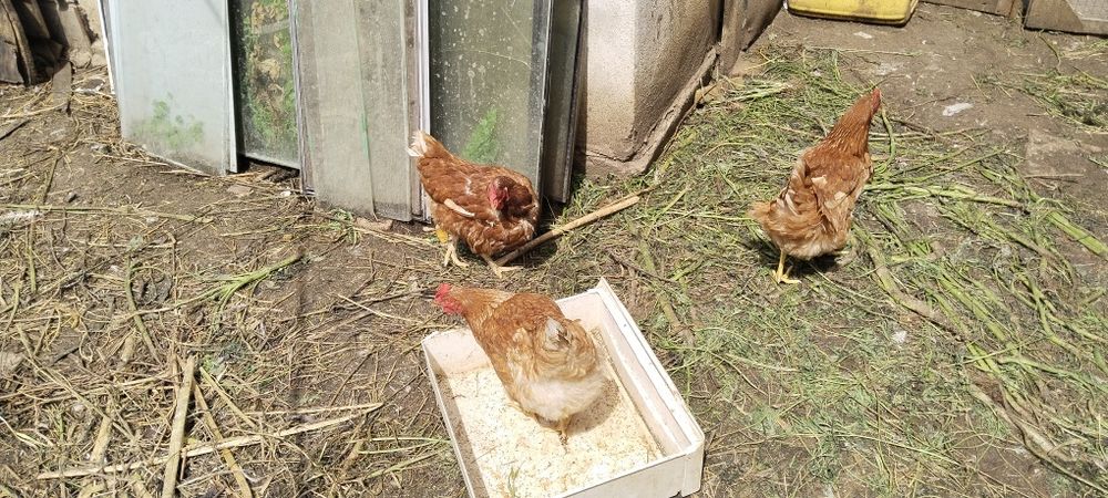 Продам кур домашние