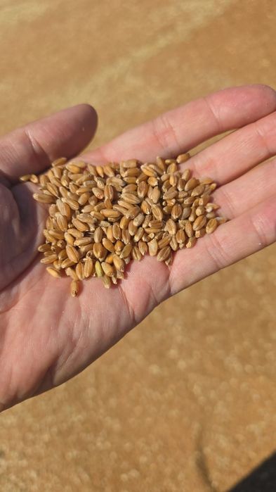 Продам пшеницу БИДАЙ в мешках с места. Сухая чистая.