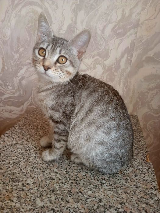 Котенок тигренок Мася в добрые руки!