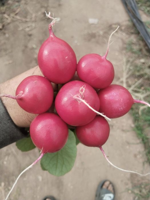 Редиска свежие Поля