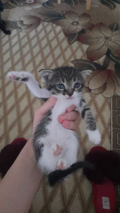 Отдам котят в добрые руки