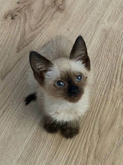 Сиамско Коте